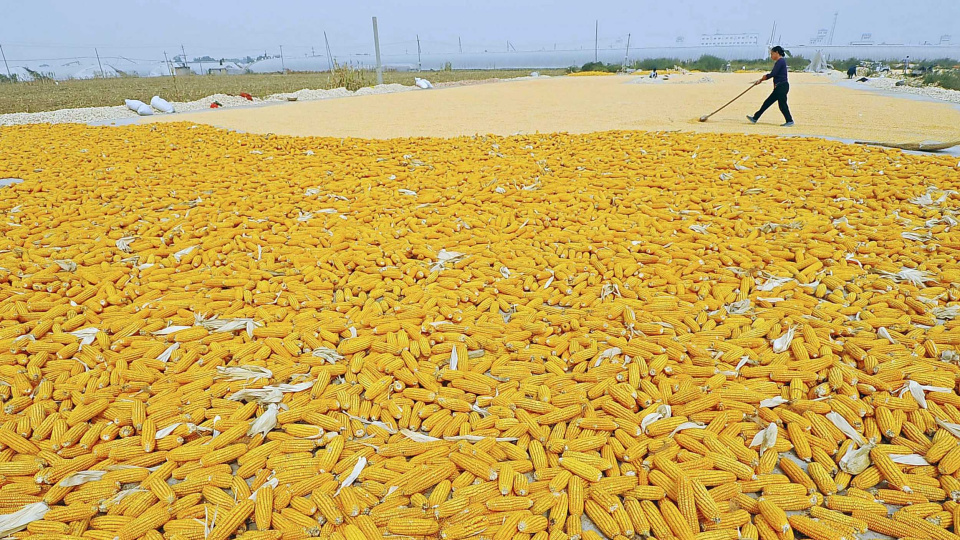 FAO, 2026 Yılında Küresel Buğday ve Mısır Üretim Tahminlerini Güncelledi